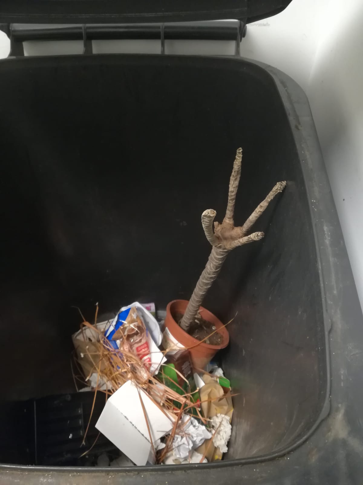 Palme im Müll, Foto: lin