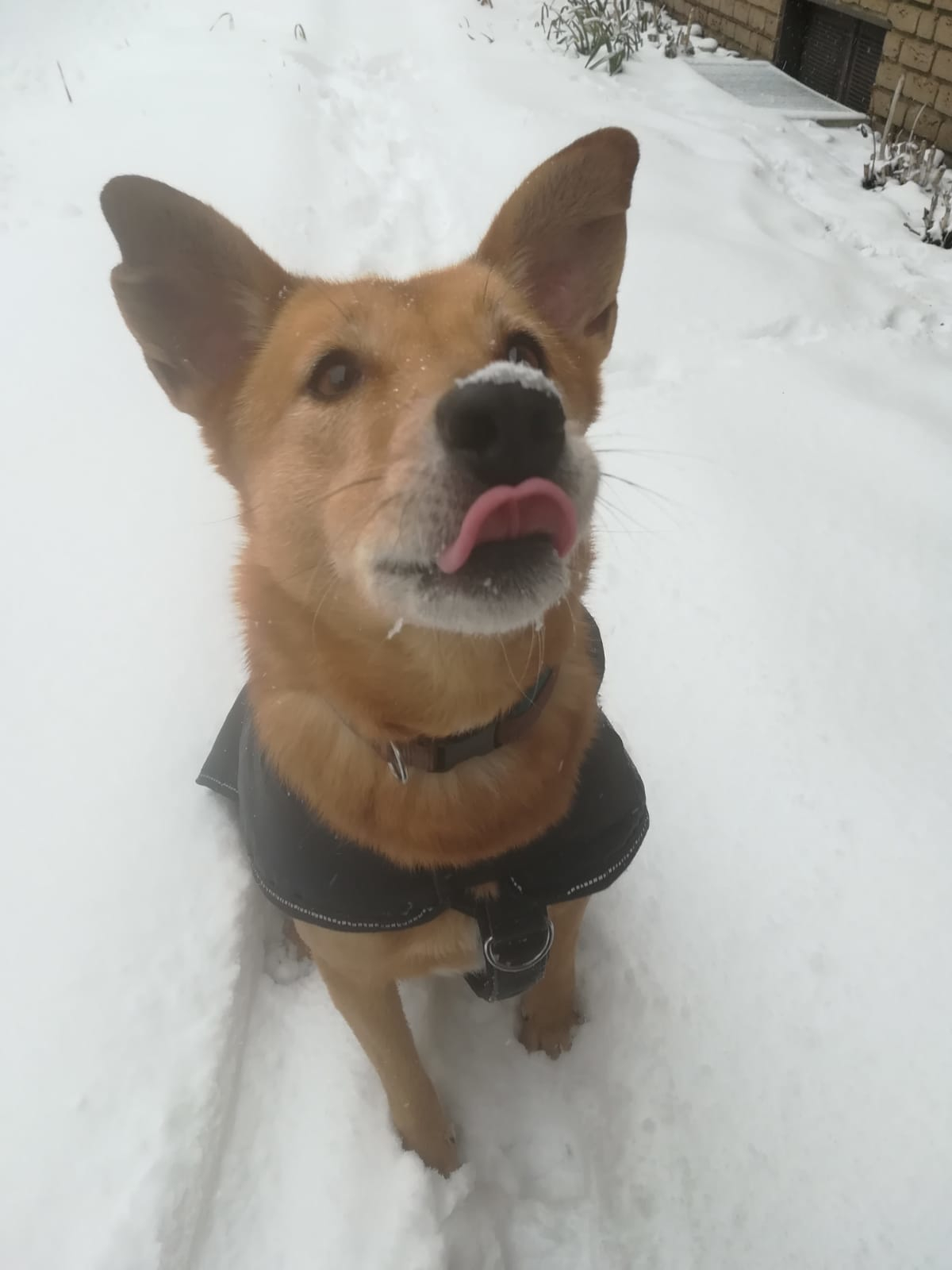 Der Hund liebt den Schnee. Foto: lin